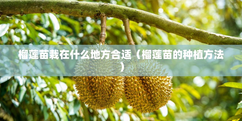 榴莲苗栽在什么地方合适（榴莲苗的种植方法）