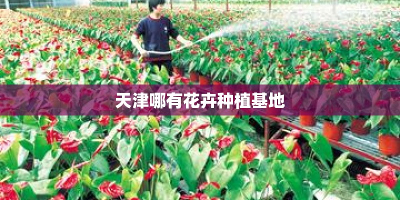 天津哪有花卉种植基地