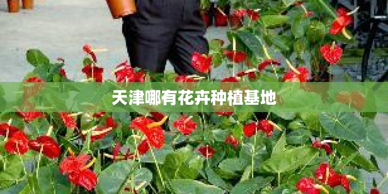 天津哪有花卉种植基地