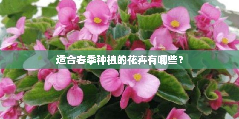 适合春季种植的花卉有哪些? 适合春季种植的花卉有哪些?