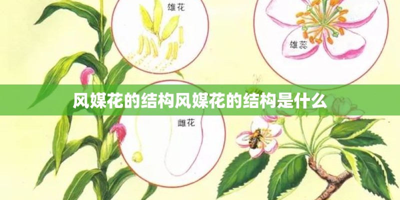 风媒花的结构风媒花的结构是什么