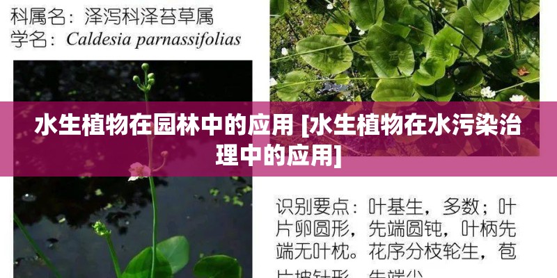 水生植物在园林中的应用 [水生植物在水污染治理中的应用]