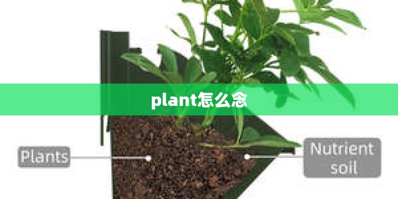 plant怎么念
