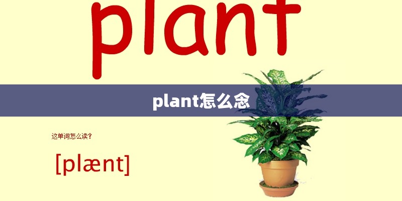 plant怎么念