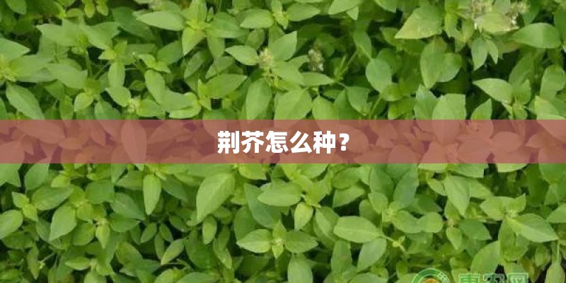 荆芥怎么种？