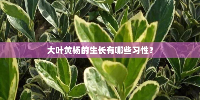 大叶黄杨的生长有哪些习性？
