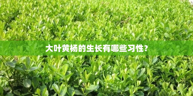 大叶黄杨的生长有哪些习性？