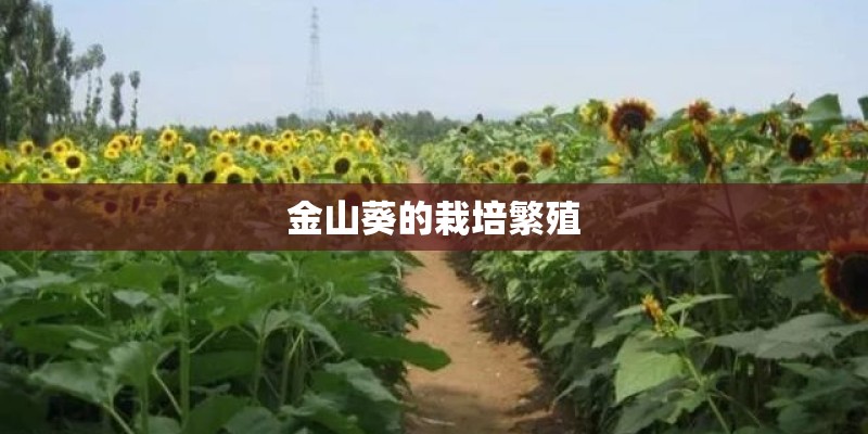 金山葵的栽培繁殖