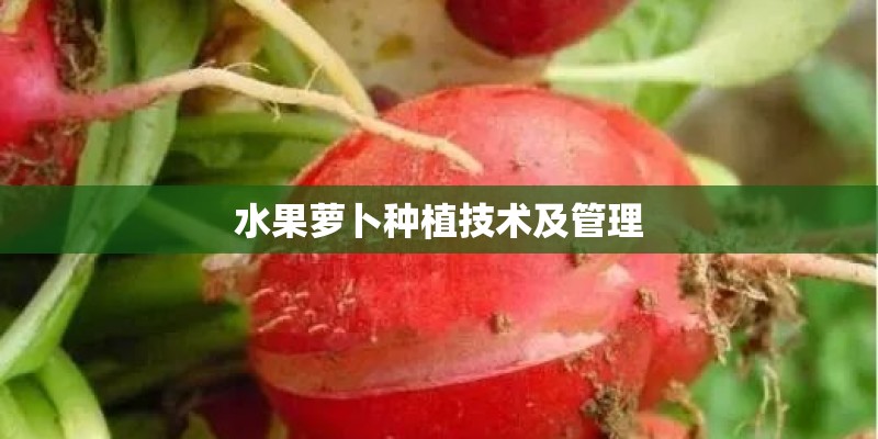 水果萝卜种植技术及管理