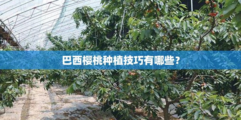 巴西樱桃种植技巧有哪些? 巴西樱桃种植技巧有哪些?