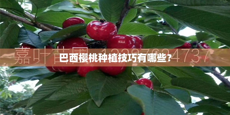 巴西樱桃种植技巧有哪些? 巴西樱桃种植技巧有哪些?