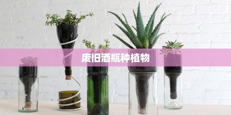 废旧酒瓶种植物