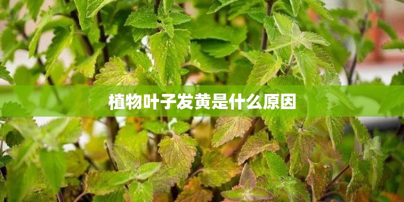 植物叶子发黄是什么原因