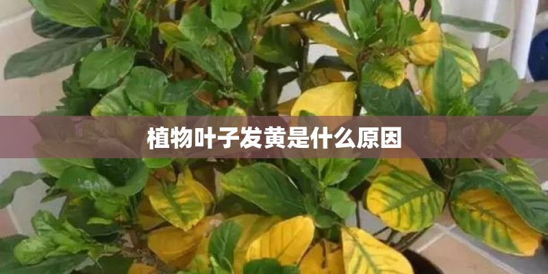 植物叶子发黄是什么原因