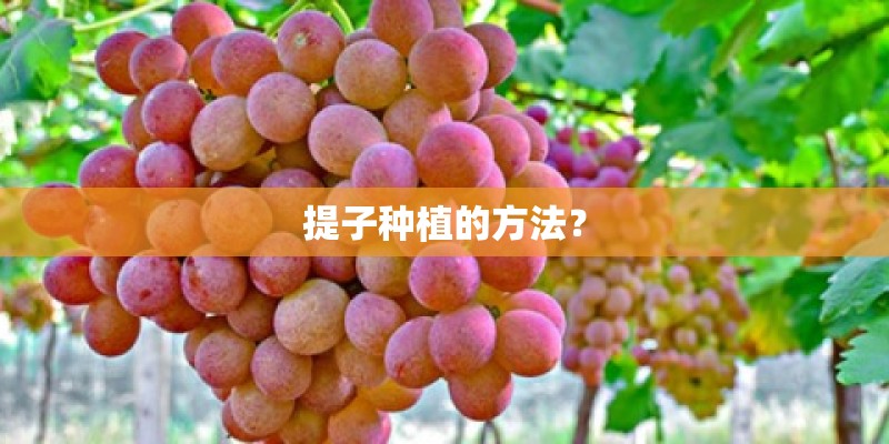 提子种植的方法？