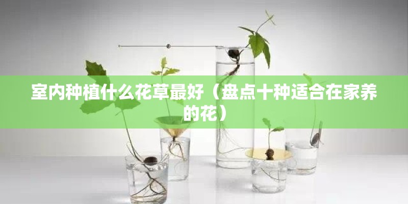 室内种植什么花草最好（盘点十种适合在家养的花）
