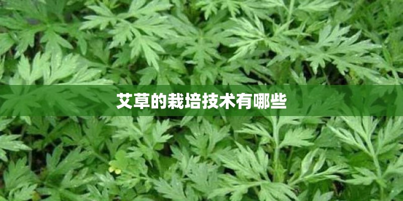 艾草的栽培技术有哪些