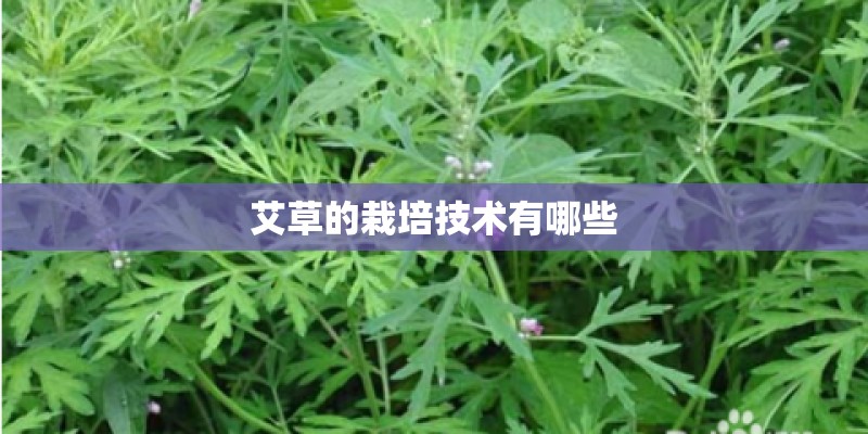 艾草的栽培技术有哪些