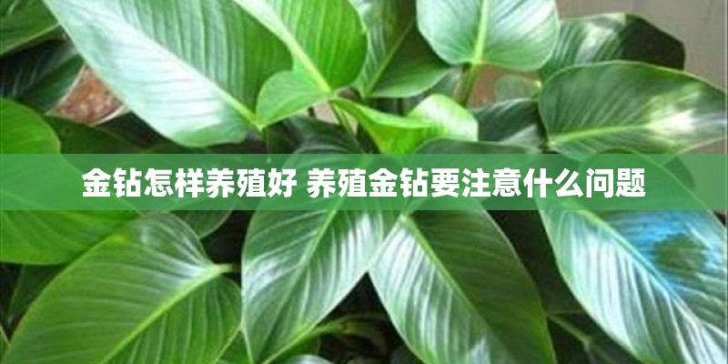 金钻怎样养殖好 养殖金钻要注意什么问题 金钻怎样养殖好 养殖金钻要注意什么问题