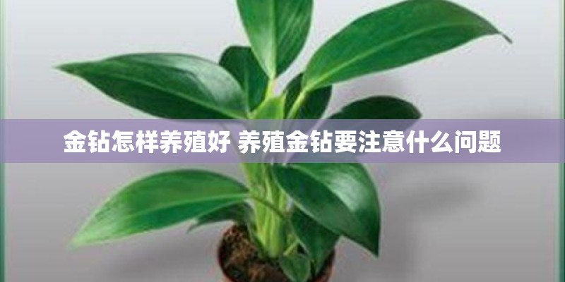 金钻怎样养殖好 养殖金钻要注意什么问题