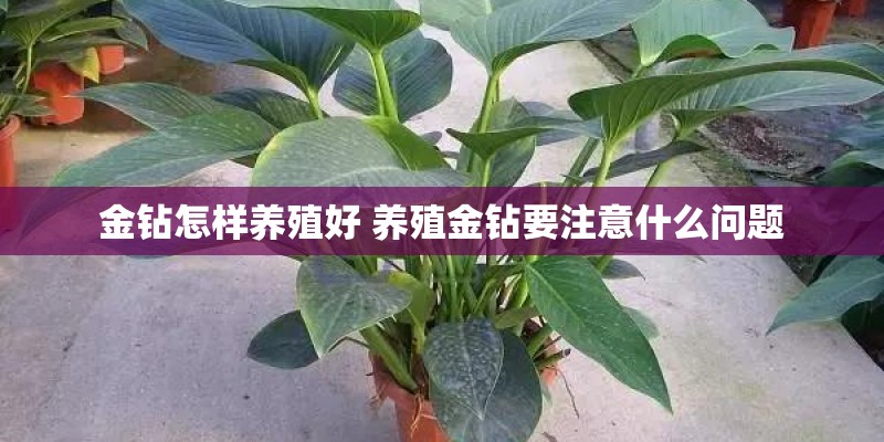 金钻怎样养殖好 养殖金钻要注意什么问题 金钻怎样养殖好 养殖金钻要注意什么问题