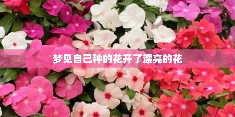 梦见自己种的花开了漂亮的花