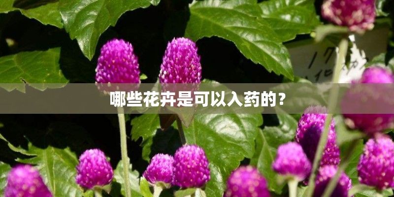 哪些花卉是可以入药的？