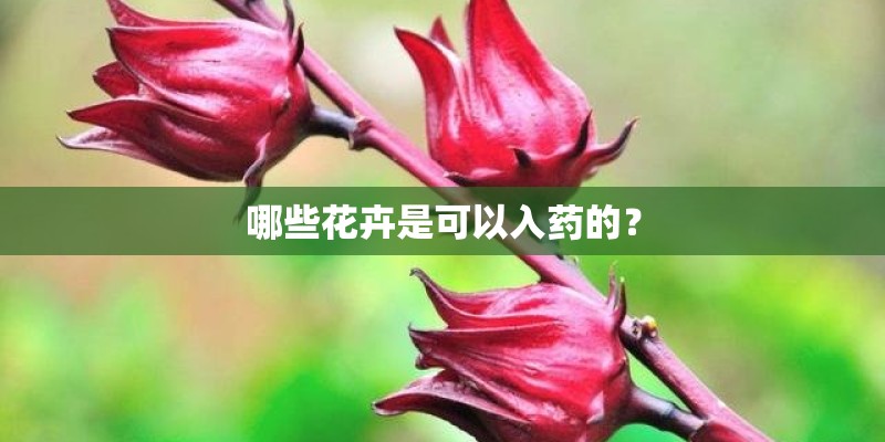 哪些花卉是可以入药的？