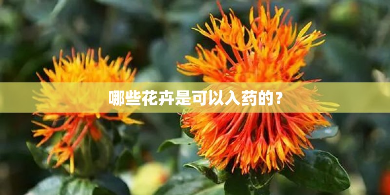哪些花卉是可以入药的？