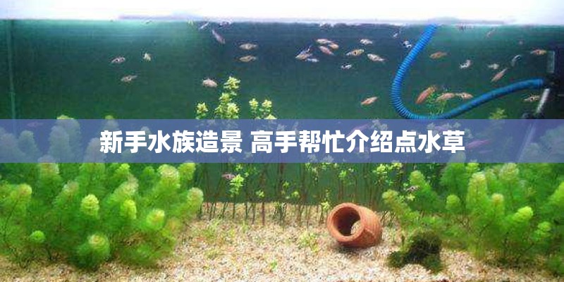 新手水族造景 高手帮忙介绍点水草