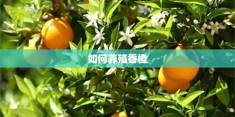 如何养殖香橙