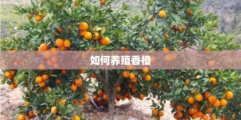 如何养殖香橙 如何养殖香橙