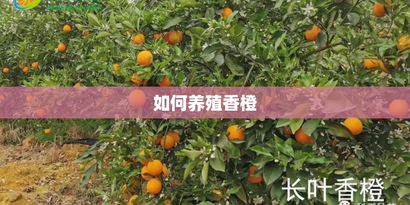 如何养殖香橙 如何养殖香橙