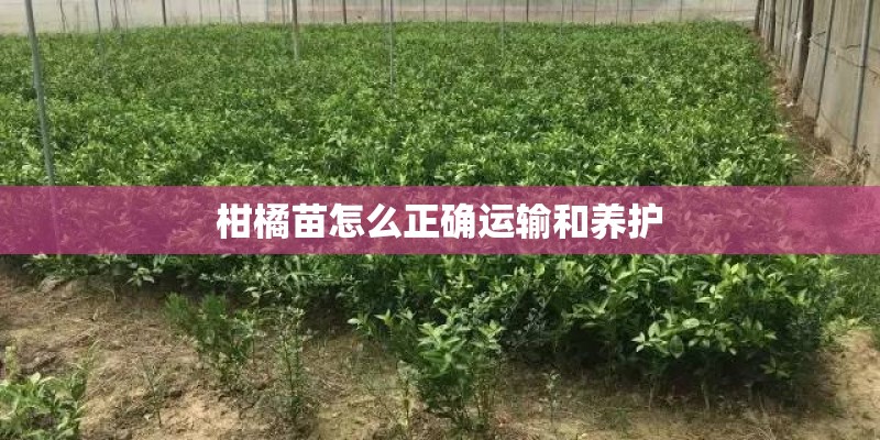 柑橘苗怎么正确运输和养护