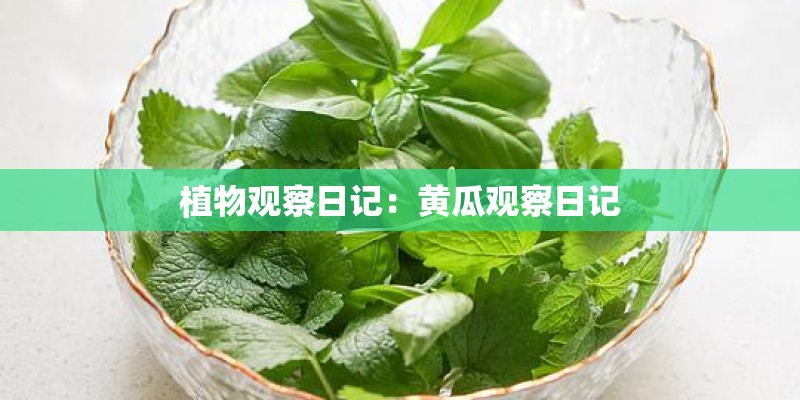 植物观察日记：黄瓜观察日记