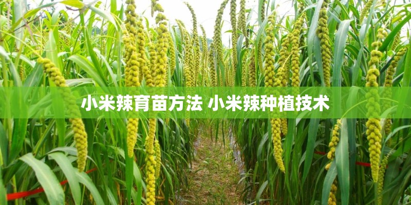 小米辣育苗方法 小米辣种植技术