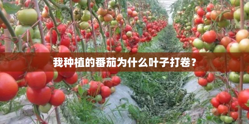 我种植的番茄为什么叶子打卷？
