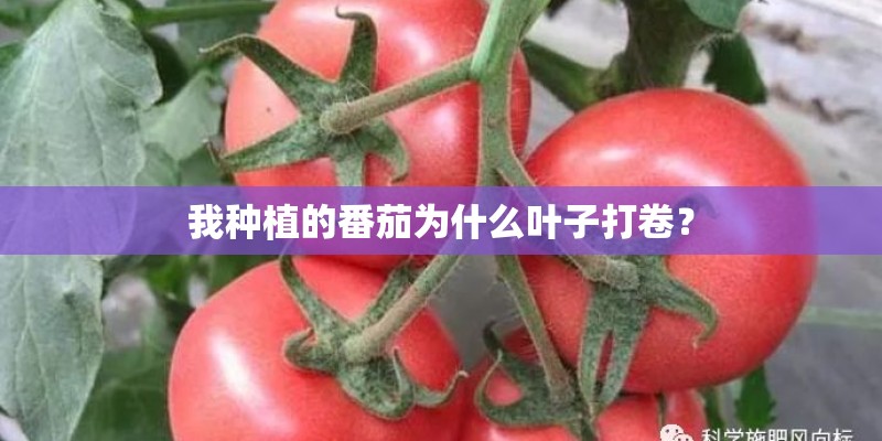 我种植的番茄为什么叶子打卷？