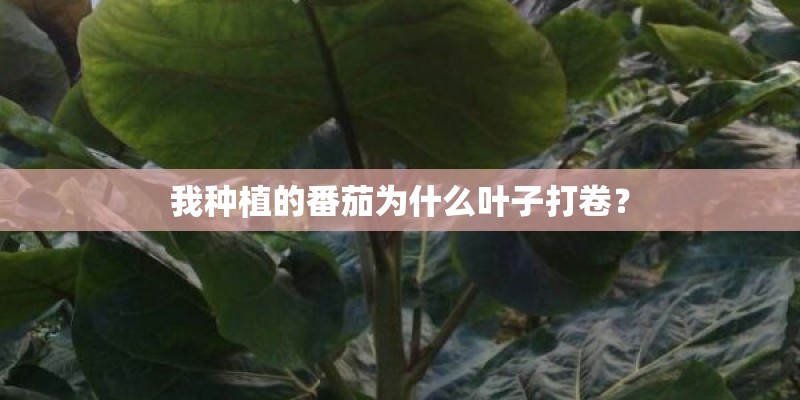 我种植的番茄为什么叶子打卷？