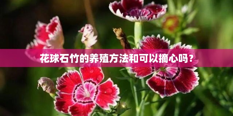 花球石竹的养殖方法和可以摘心吗？
