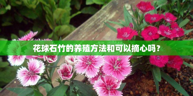 花球石竹的养殖方法和可以摘心吗？