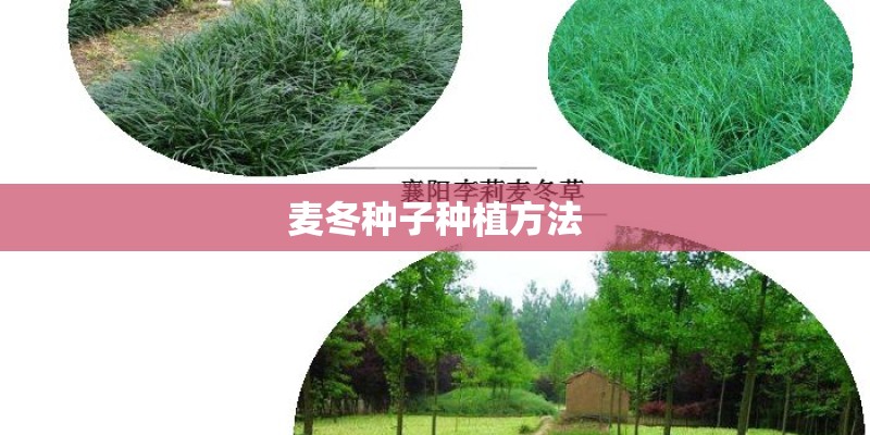 麦冬种子种植方法