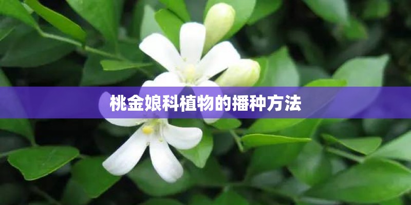 桃金娘科植物的播种方法