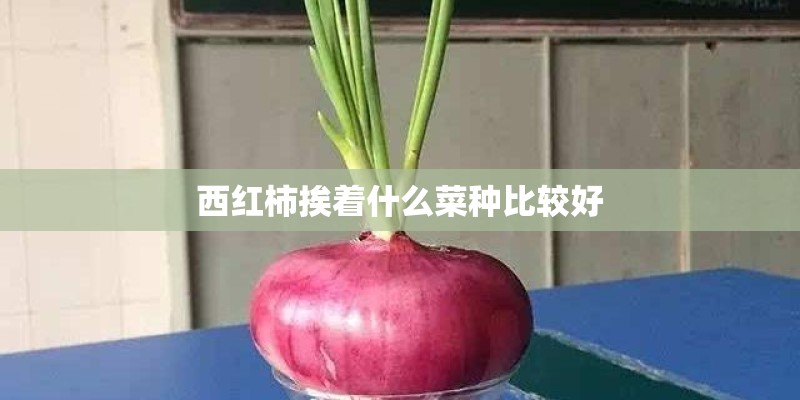 西红柿挨着什么菜种比较好