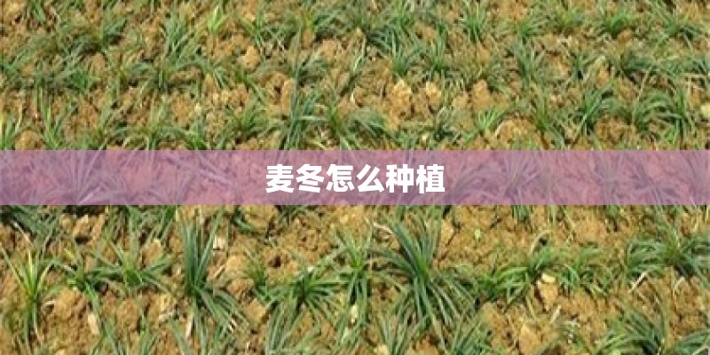 麦冬怎么种植 麦冬怎么种植