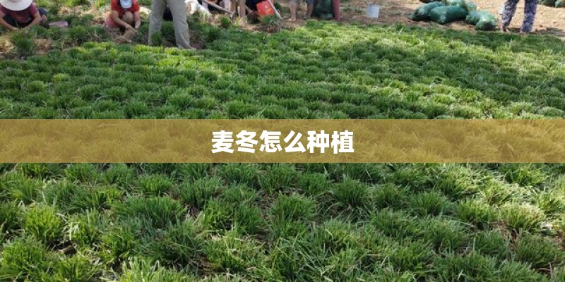 麦冬怎么种植 麦冬怎么种植