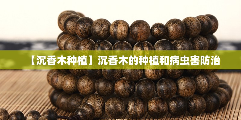 【沉香木种植】沉香木的种植和病虫害防治