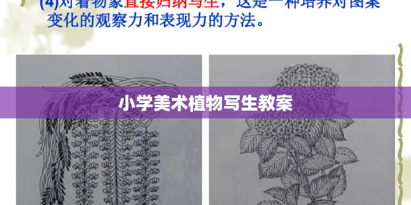 小学美术植物写生教案