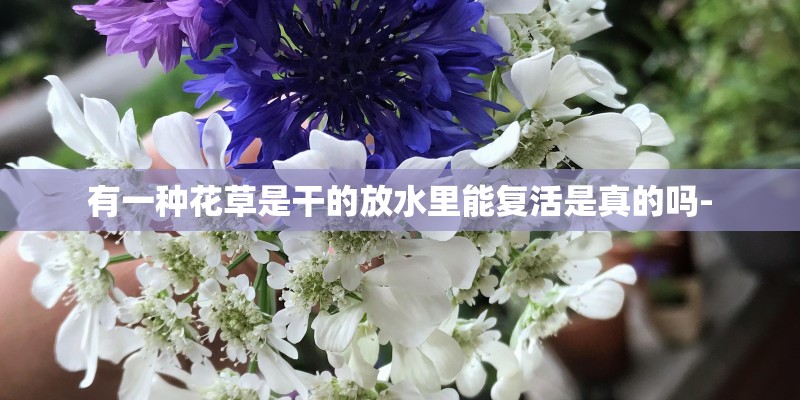 有一种花草是干的放水里能复活是真的吗-