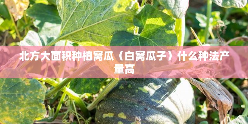 北方大面积种植窝瓜（白窝瓜子）什么种法产量高